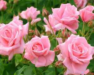 Ваши любимые цветы - Роза (Rosa)