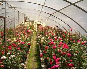 Ваши любимые цветы - Выращивание розы в закрытом грунте