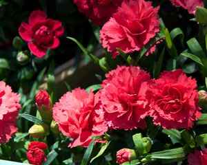 Ваши любимые цветы - Гвоздика (Dianthus)