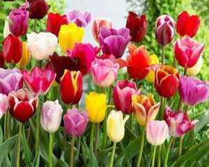 Ваши любимые цветы - Про сорта тюльпанов