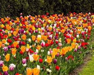 Ваши любимые цветы - Современная классификация тюльпанов
